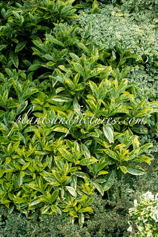 Aucuba japonica ‘Sulphurea Marginata’