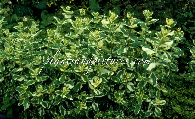 Mentha suaveolens ‘Variegata’