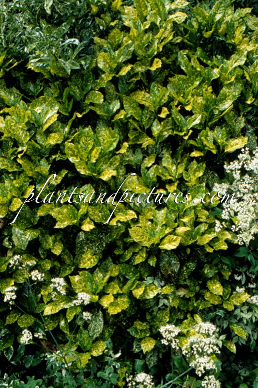 Aucuba japonica Crotonifolia Group