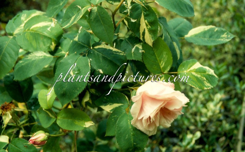 Rosa ‘Verschuren’