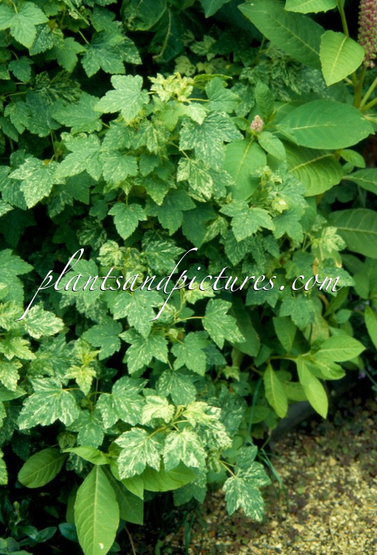 Ribes americanum ‘Variegatum’