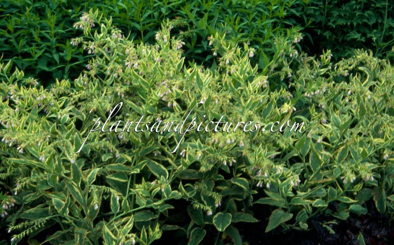 Symphytum uplandicum ‘Variegatum’