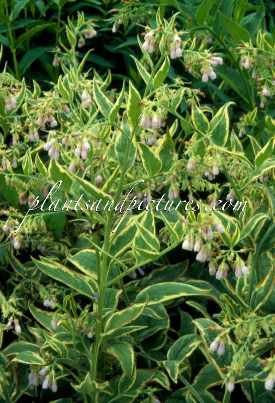 Symphytum uplandicum ‘Variegatum’