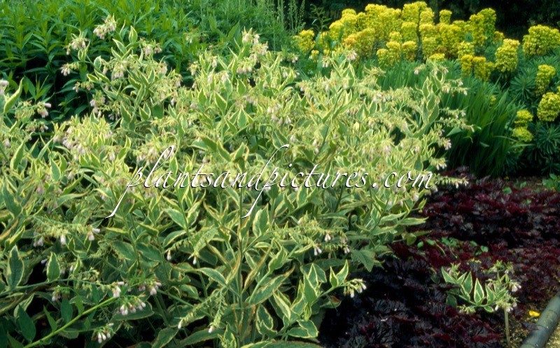 Symphytum uplandicum ‘Variegatum’