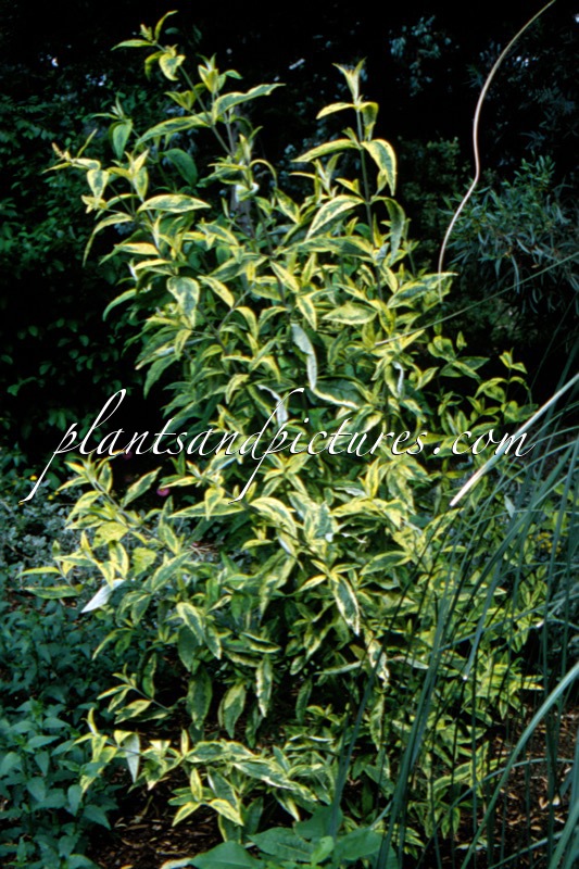 Buddleja davidii ‘Santana’