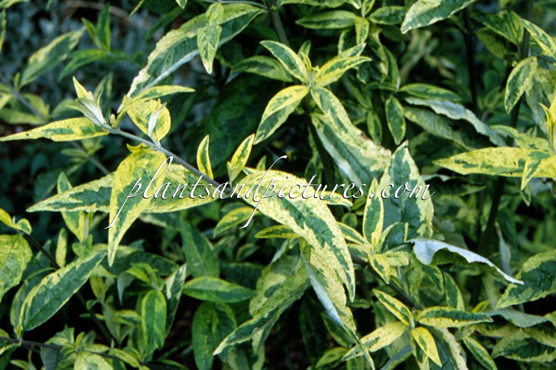 Buddleja davidii ‘Santana’