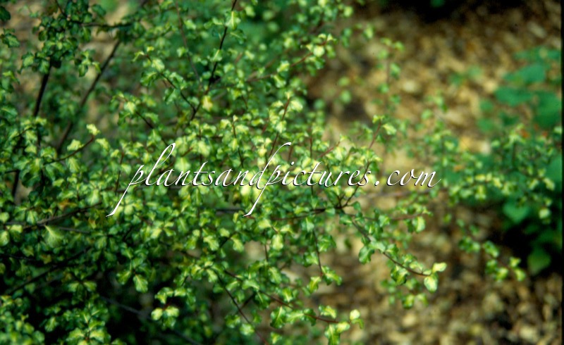 Pittosporum tenuifolium ‘Stirling Gold’