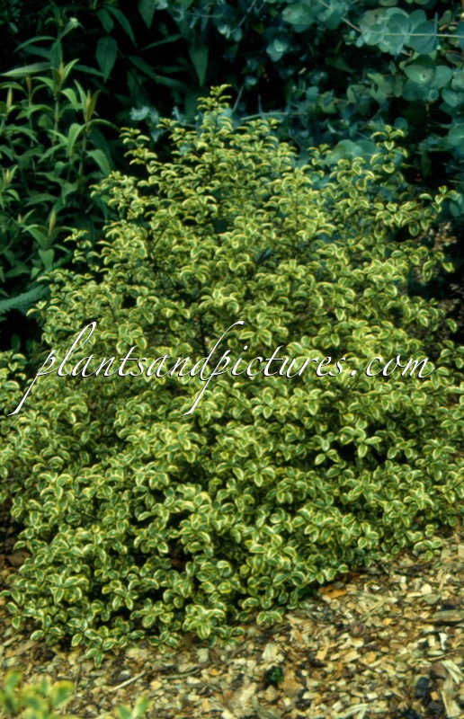 Pittosporum tenuifolium ‘Wendle Channon’