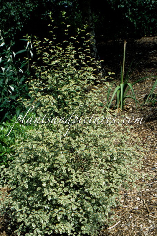Pittosporum tenuifolium ‘Victoria’