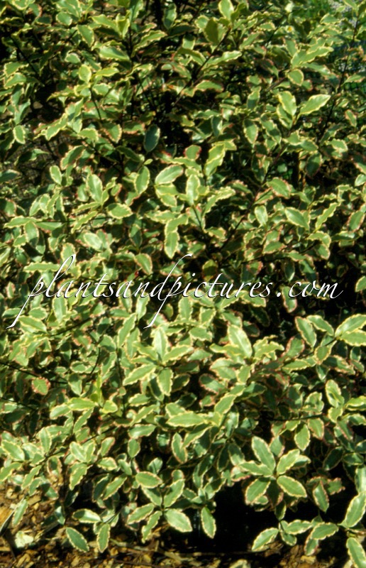 Pittosporum tenuifolium ‘Elizabeth’