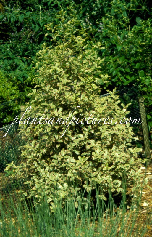 Pittosporum tenuifolium ‘Elizabeth’