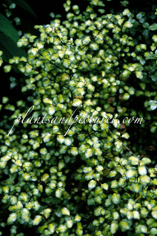 Pittosporum tenuifolium ‘French Lace’