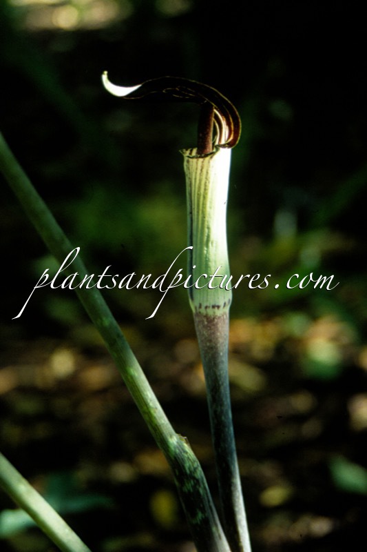 Arisaema triphyllum