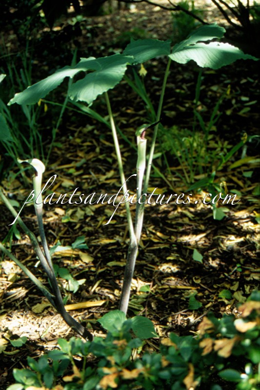 Arisaema triphyllum
