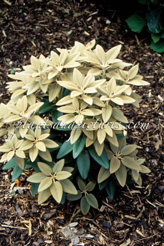 Rhododendron pachysanthum ‘Crosswater’