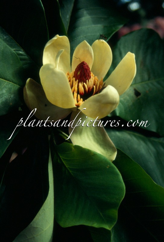 Magnolia hypoleuca