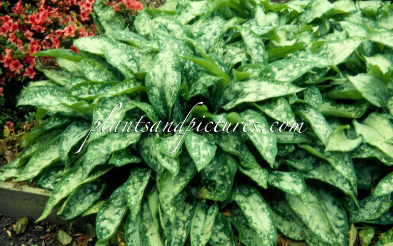 Pulmonaria ‘Mary Mottram’