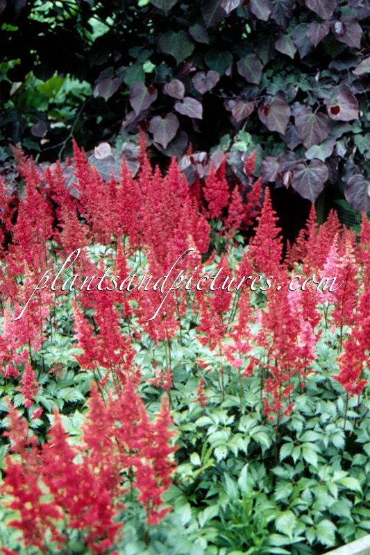 Astilbe ‘Fanal’