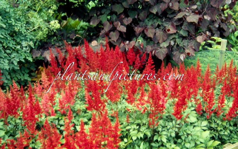 Astilbe ‘Fanal’