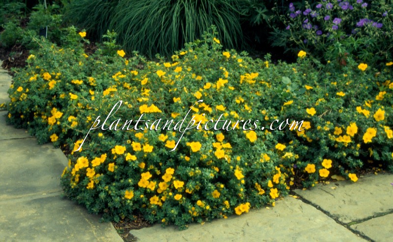 Potentilla fruticosa ‘Medicine Wheel Mountain’