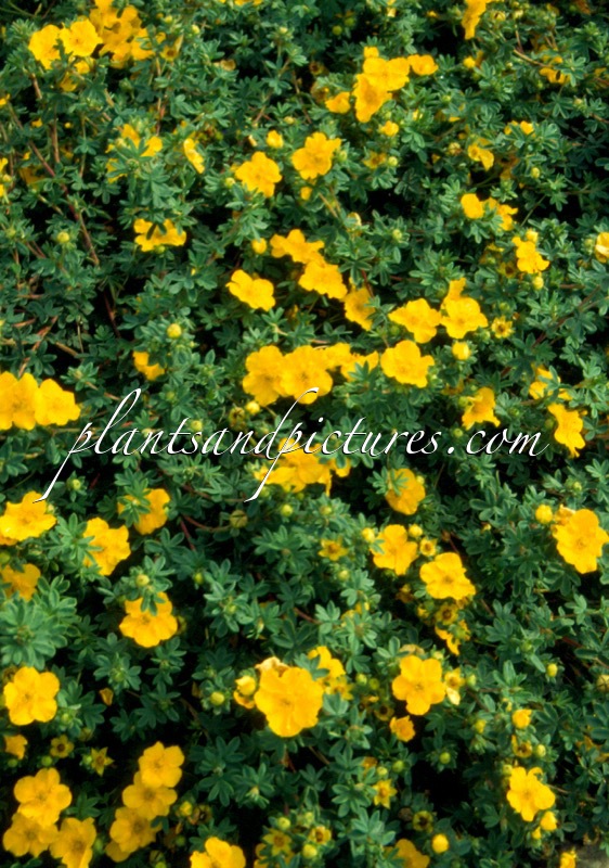 Potentilla fruticosa ‘Medicine Wheel Mountain’