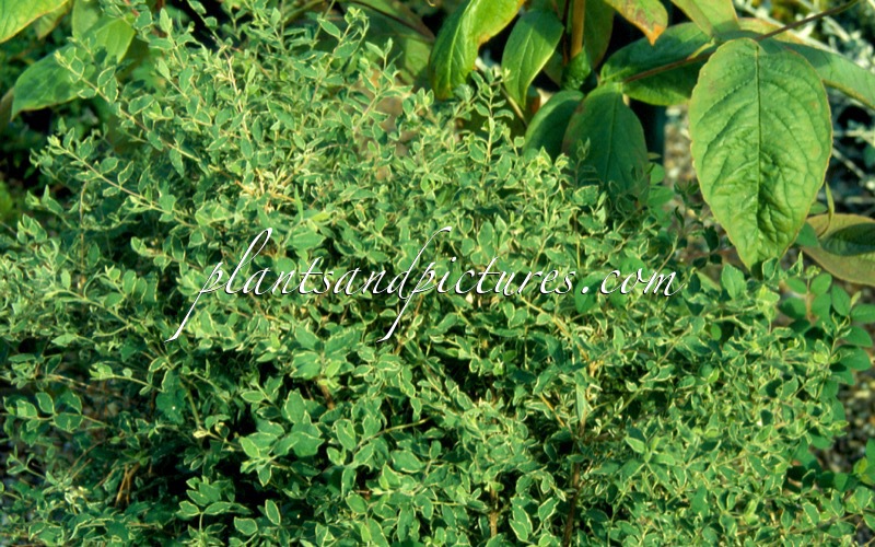 Symphoricarpos orbiculatus ‘Taff’s Silver Edge’