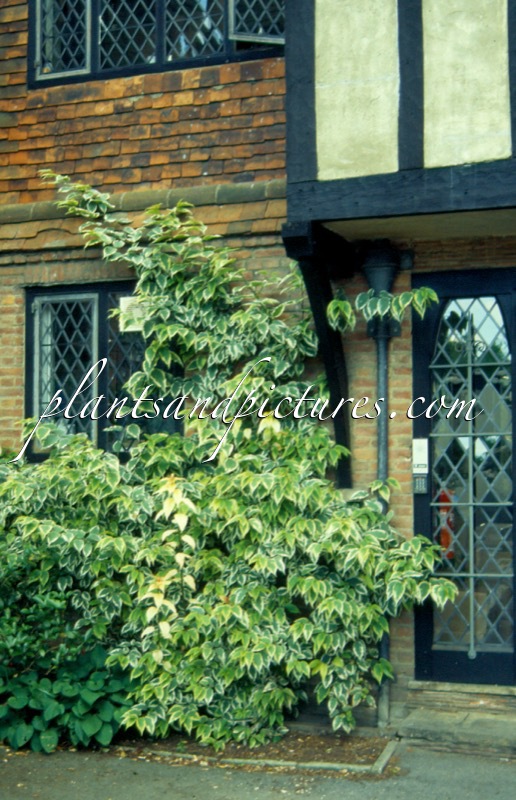 Stachyurus chinensis ‘Magpie’