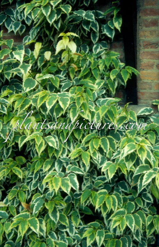 Stachyurus chinensis ‘Magpie’