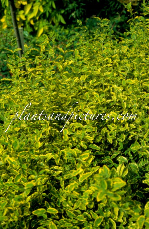 Symphoricarpos orbiculatus ‘Aureovariegatus’