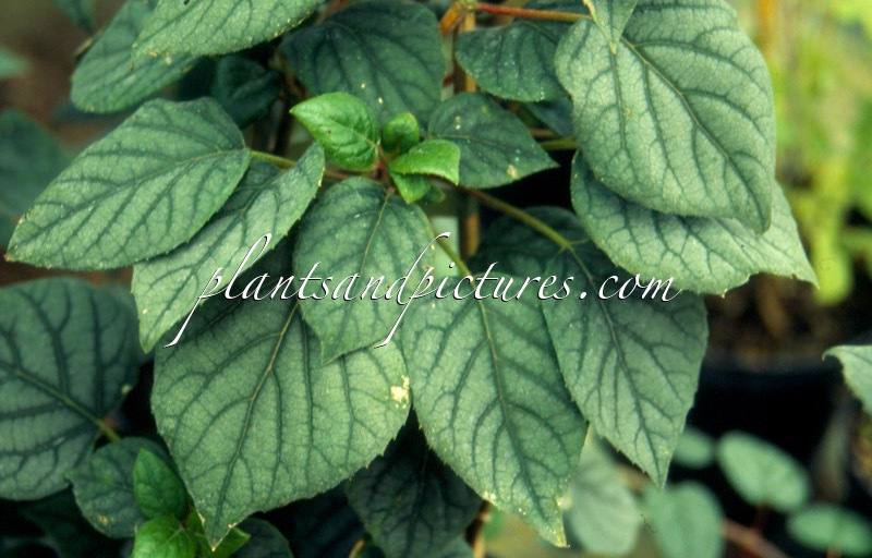 Schizophragma hydrangeoides ‘Moonlight’