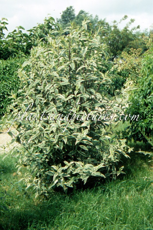 Buddleja davidii ‘Variegata’