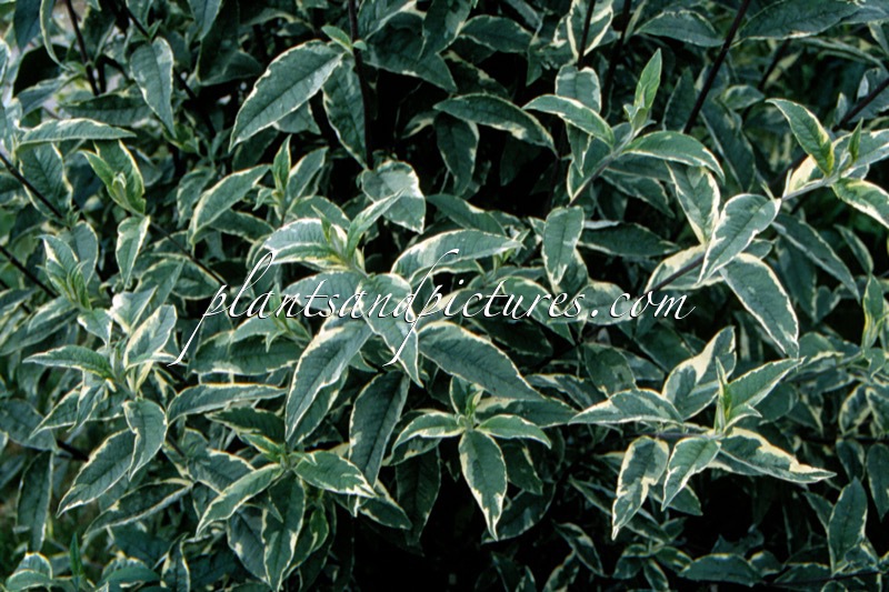 Buddleja davidii ‘Variegata’