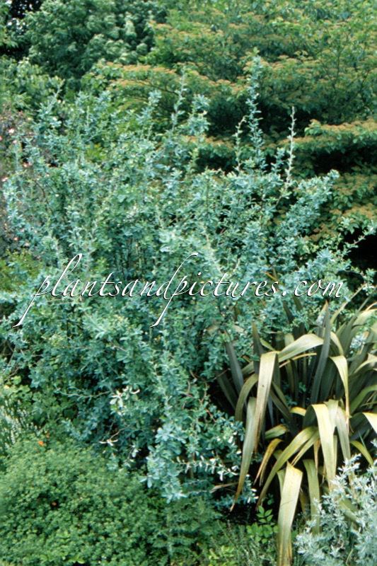 Berberis temolaica