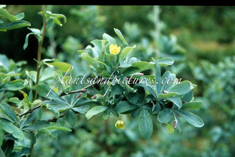 Berberis temolaica