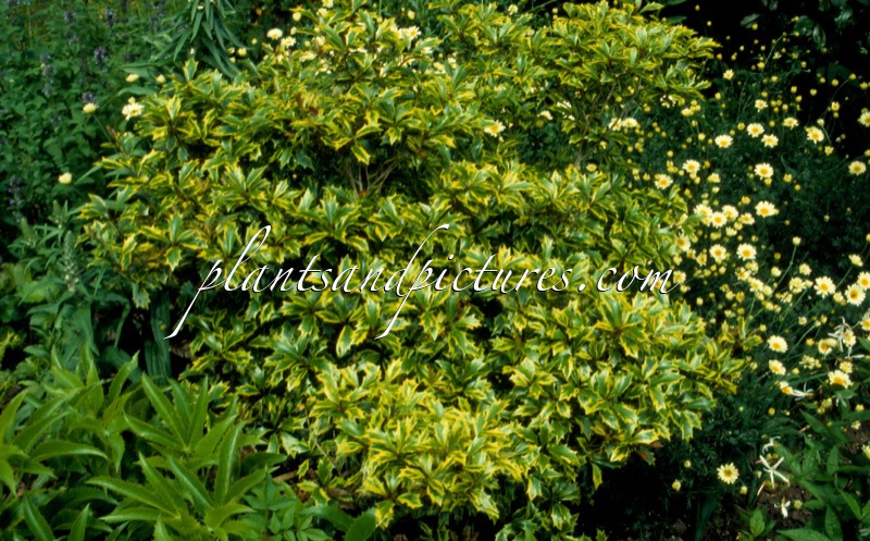 Osmanthus heterophyllus ‘Aureomarginatus’
