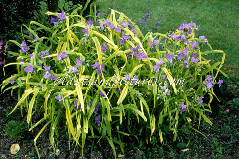 Tradescantia ‘Chedglow’