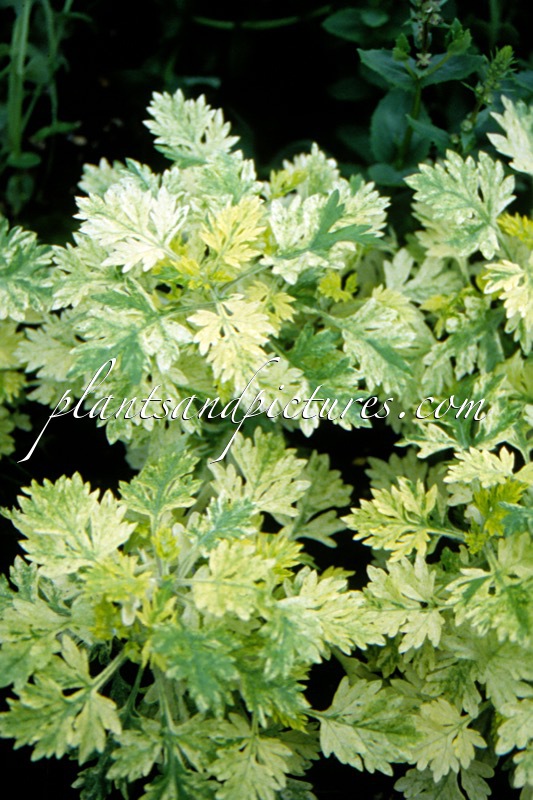 Artemisia vulgaris ‘Janlim’ (ORIENTAL LIMELIGHT)