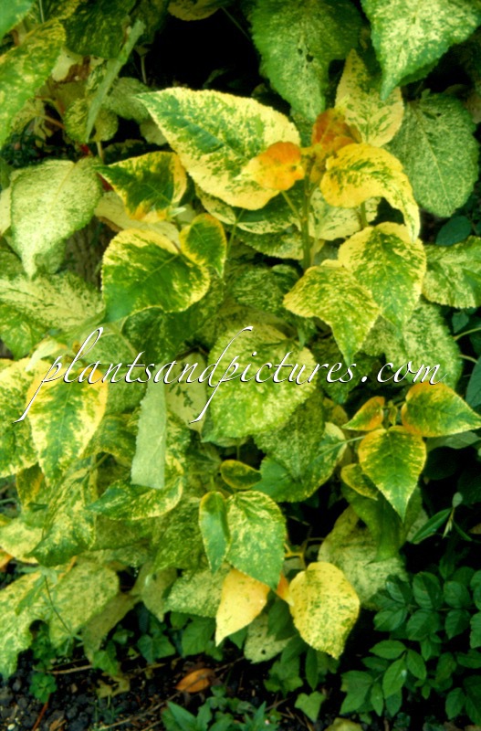 Populus jackii ‘Aurora’