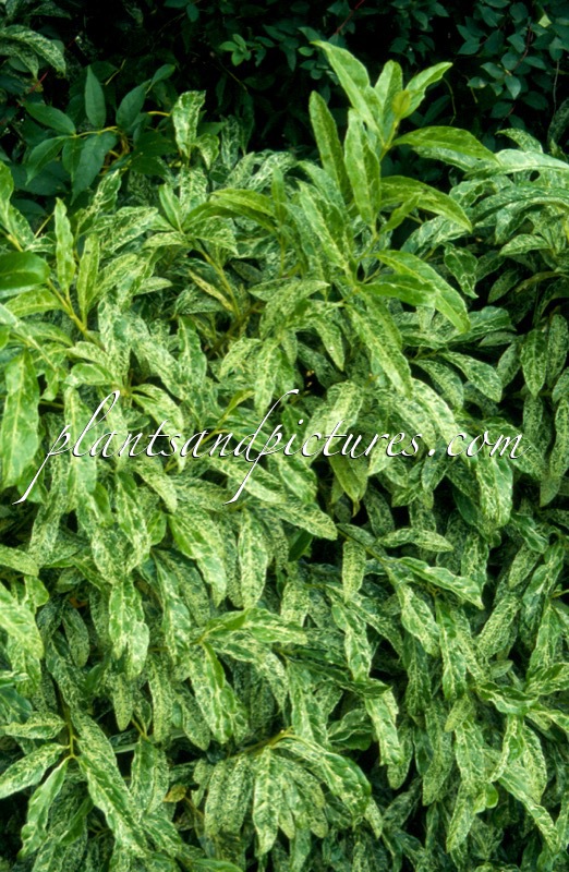 Prunus laurocerasus ‘Marbled White’