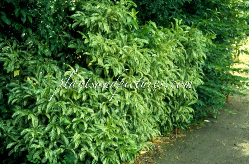 Prunus laurocerasus ‘Marbled White’
