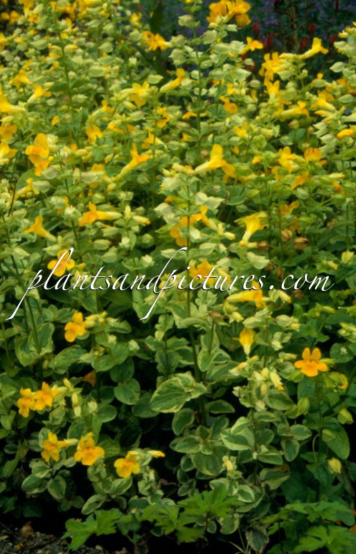 Mimulus guttatus ‘Richard Bish’