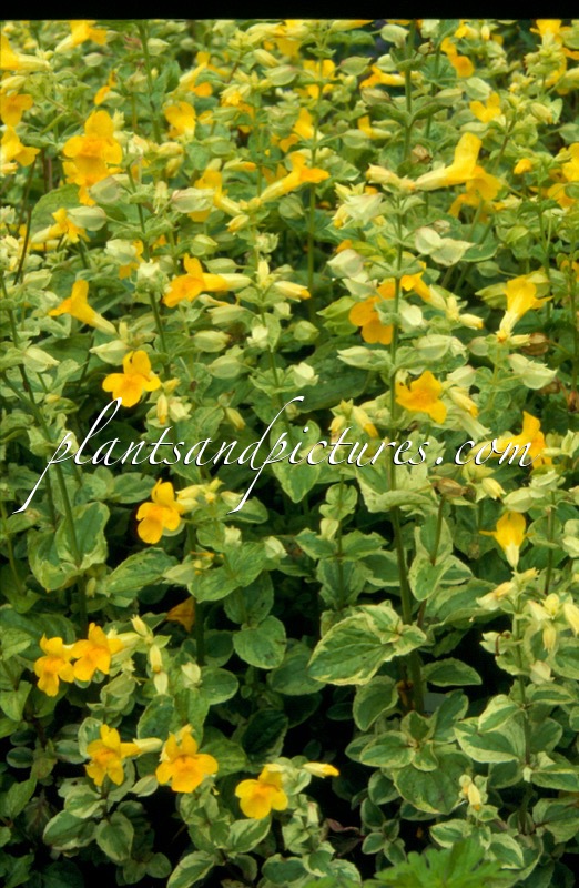 Mimulus guttatus ‘Richard Bish’
