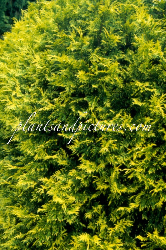 Thuja plicata ‘Zebrina Extra Gold’