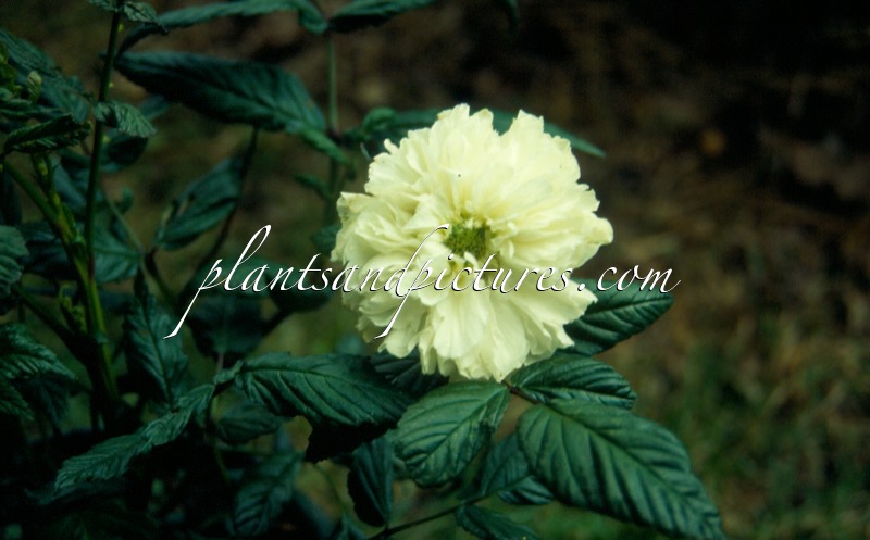 Rubus rosifolius ‘Coronarius’