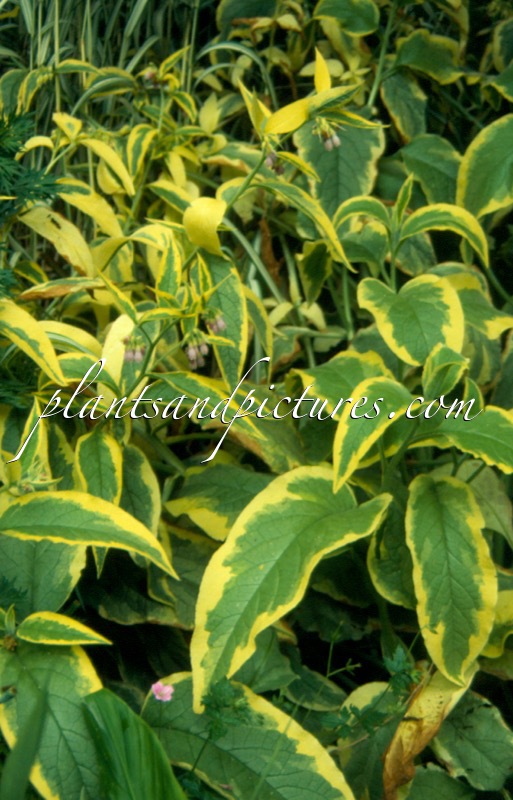 Symphytum uplandicum ‘Axminster Gold’