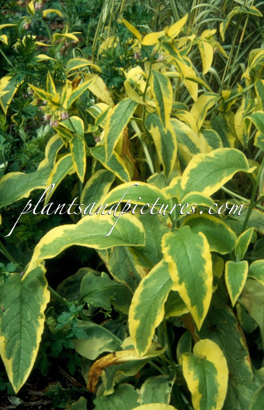 Symphytum uplandicum ‘Axminster Gold’