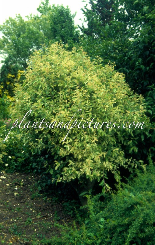 Salix cinerea ‘Tricolor’