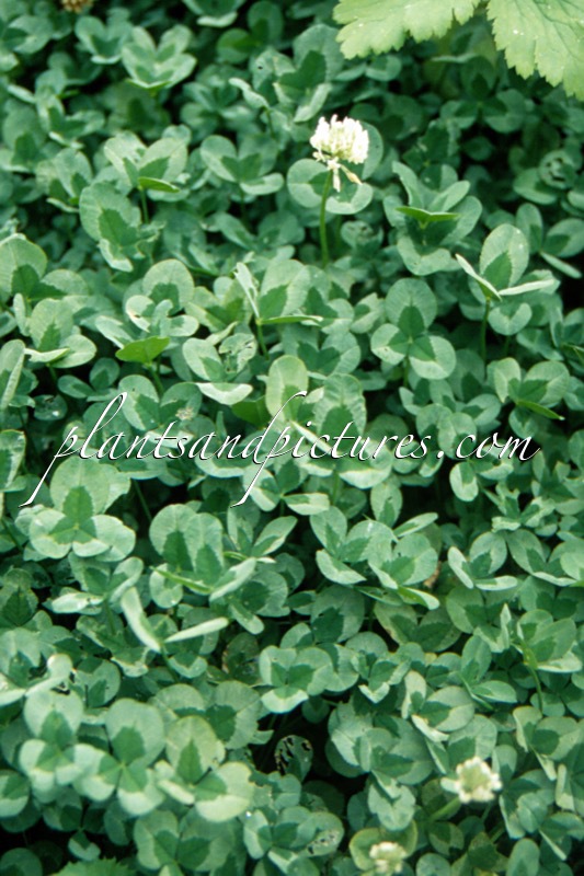Trifolium repens ‘Green Ice’