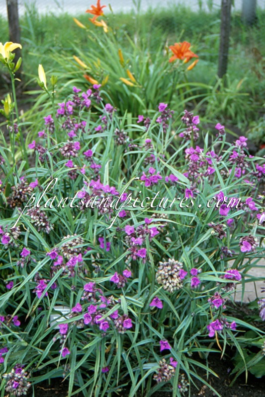 Tradescantia ‘Concord Grape’