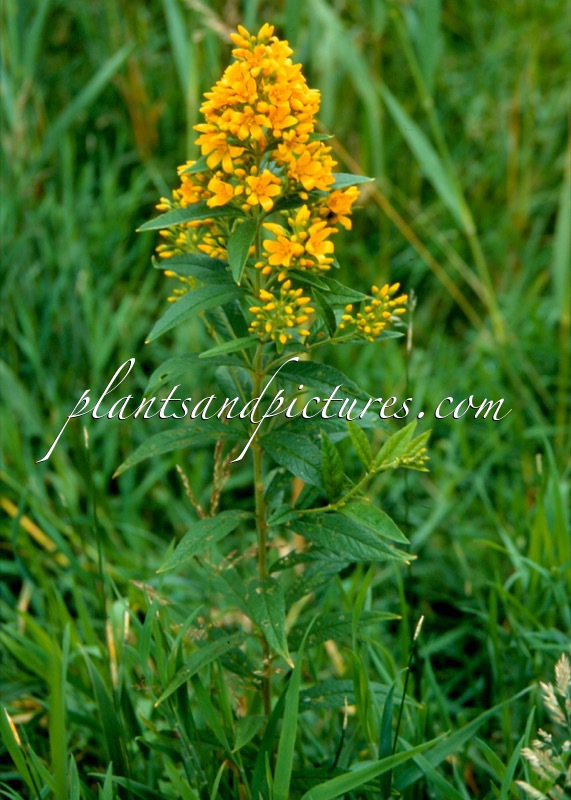 Lysimachia vulgaris